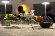Collection of plants and medical objects on display on a table.