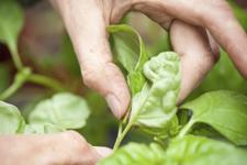 Close Up Of Hands Picking Basil Leaves
