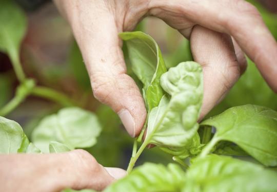Close Up Of Hands Picking Basil Leaves