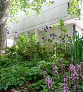 RCP Garden 1